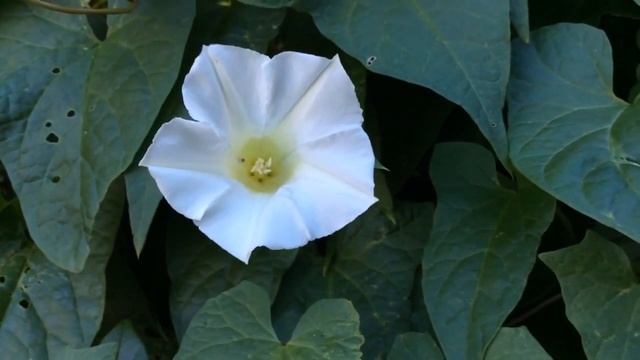 Ipomoea Lacunosa (Whitestar Potato) Flowers In Garden #ipomoea #lacunosa #worldgardeners смотреть онлайн