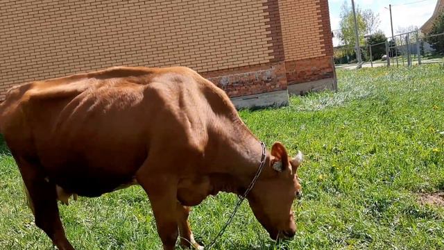 Дар хочет съесть корову смотреть онлайн