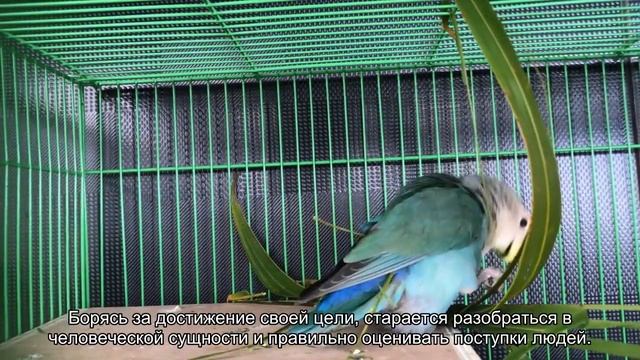 Значение имени Юзефа. Толкование, судьба, характер смотреть онлайн