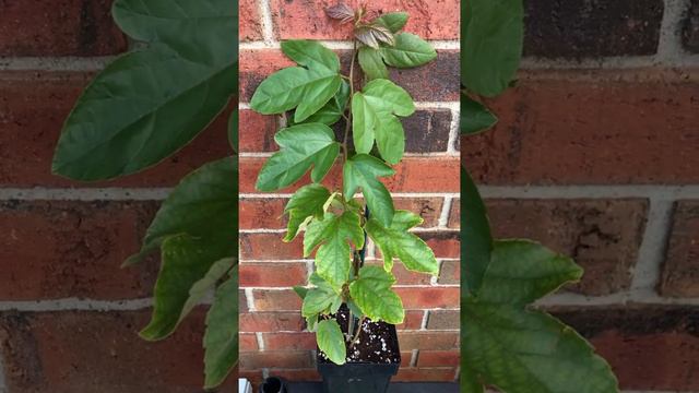 Proof #Passiflora Passion vine plant doesn't need full sun! #ScarletFlame,#passion смотреть онлайн