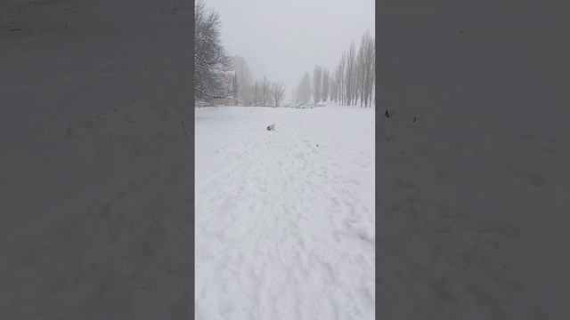 Прогулка с собаками. Потеряли два мячика на прогулках. Французский бульдог. смотреть онлайн