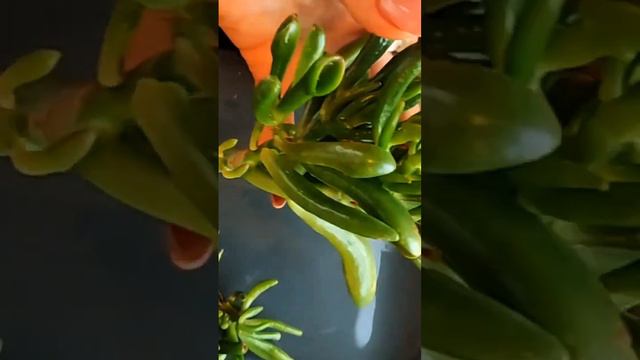 Крассула коралл смотреть онлайн