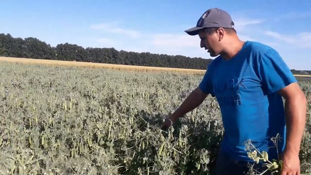 Шкідник гороху №1: попелиця смотреть онлайн