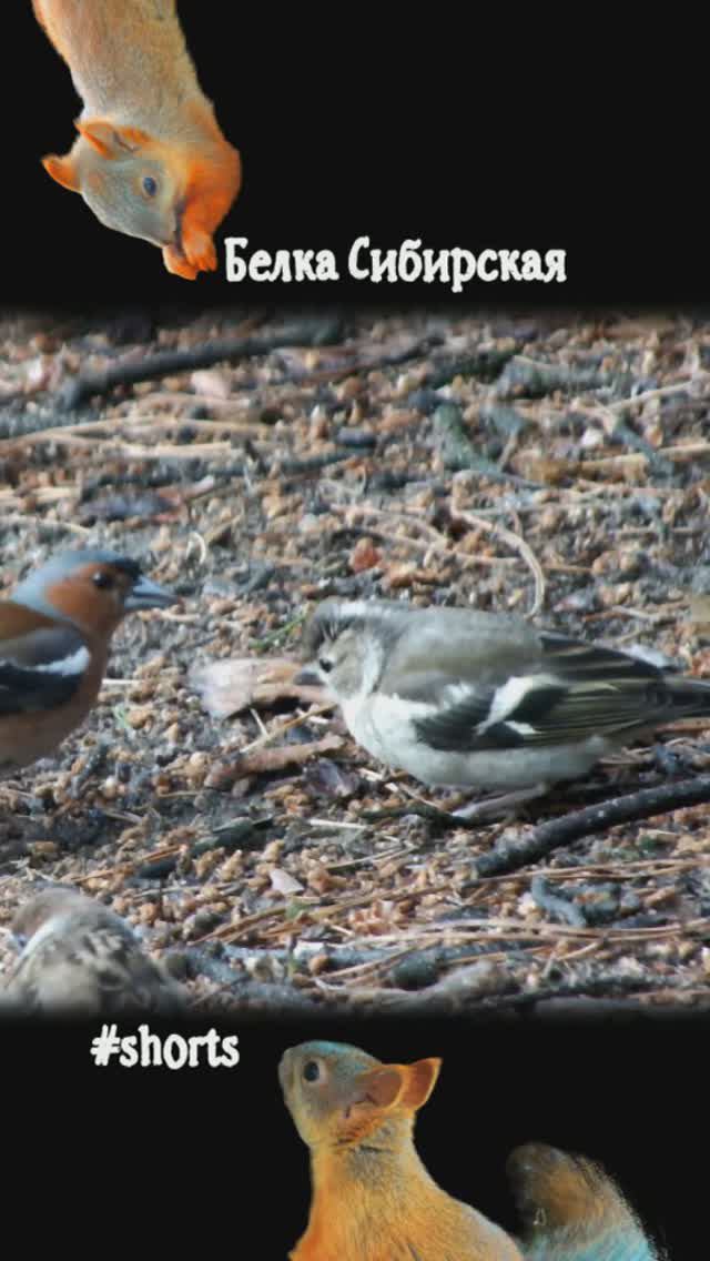 Зяблик кормит птенчика