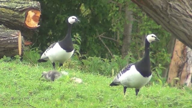 Barnacle Goose Chick смотреть онлайн