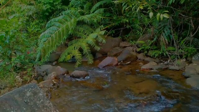the sound of running water the melodious sound of a bird relaxes the mind, relaxes, focuses смотреть онлайн