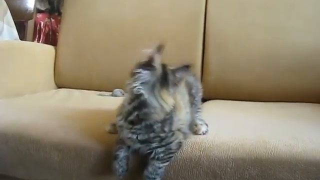 Лисята большие и маленькие смотреть онлайн