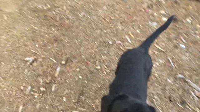 Ошибка в воспитании собаки смотреть онлайн