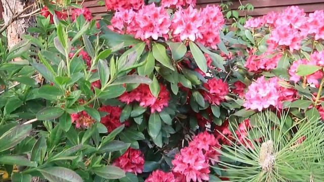 ЦВЕТУЩИЙ МАЙ В МОЕМ САДУ-2023-часть 1-я смотреть онлайн