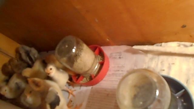 Зимние цыплята из под наседки. смотреть онлайн