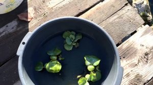 Как сохранить водный гиацинт до весны