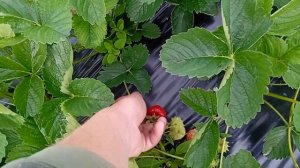 Средне-ранний сорт клубники Фалко