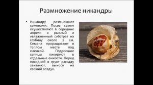 Никандра