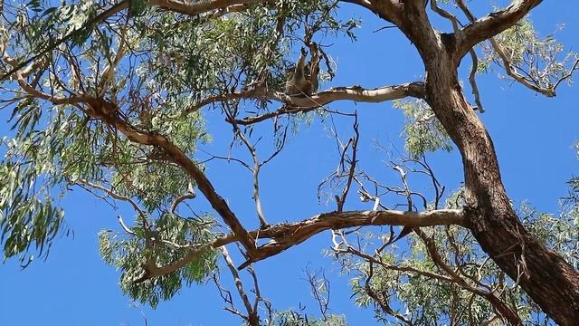 Там столько много диких КОАЛ ? Сумчатые животные Австралии смотреть онлайн