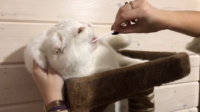 КОТЫ СДАЮТ АНАЛИЗЫ смотреть онлайн