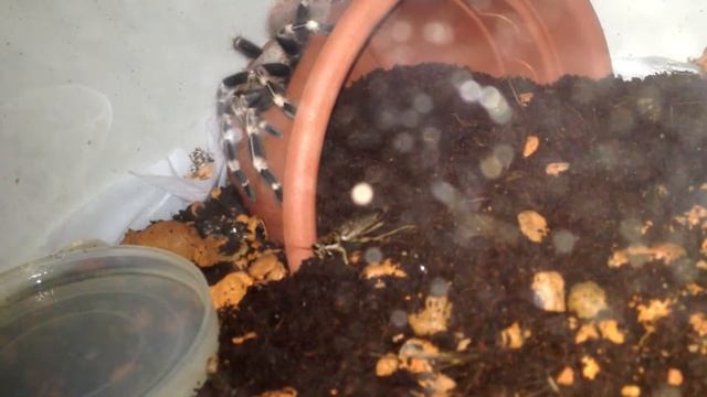 Охота на таракана смотреть онлайн