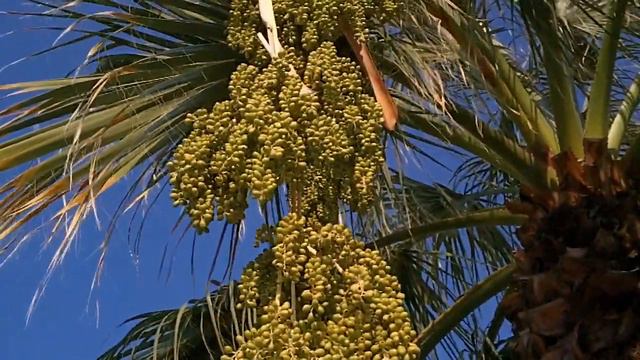 Финиковые пальмы Palms in Turkey Turkish Palms trees смотреть онлайн