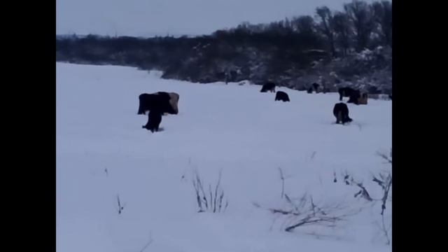 Коровы на снегу смотреть онлайн