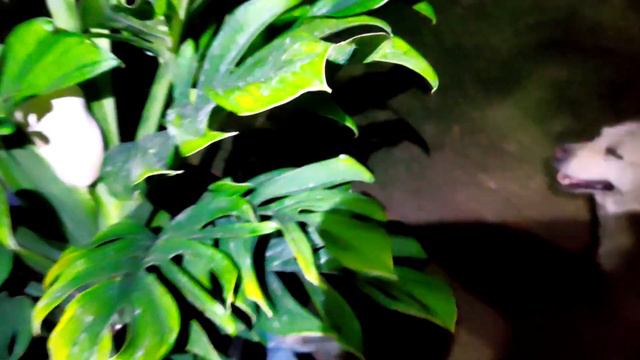 Rare Monstera Pinnatipartita (Monstera Peru) Blooming