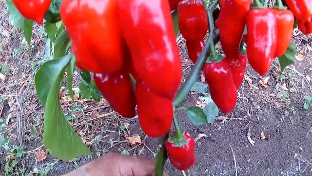 Aji Strawberry Drop. Острый перец - Аджи Клубничная капля. смотреть онлайн