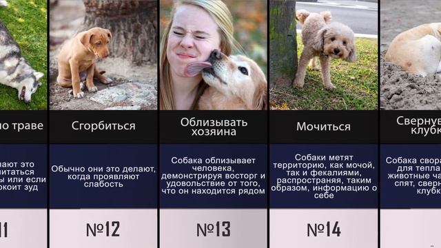 О чем говорят поведения собак смотреть онлайн