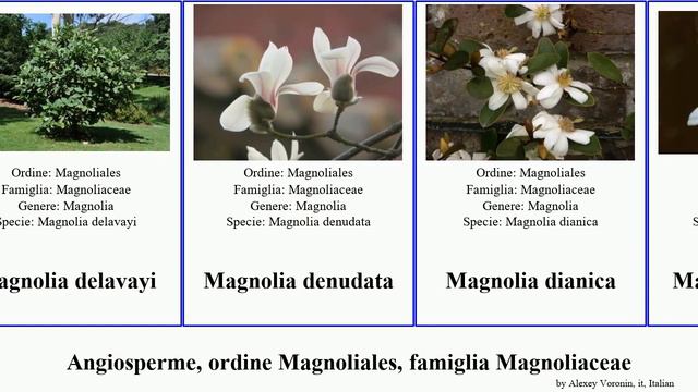 Angiosperme, ordine Magnoliales, famiglia Magnoliaceae michelia montana dei alba coco pacifica смотреть онлайн
