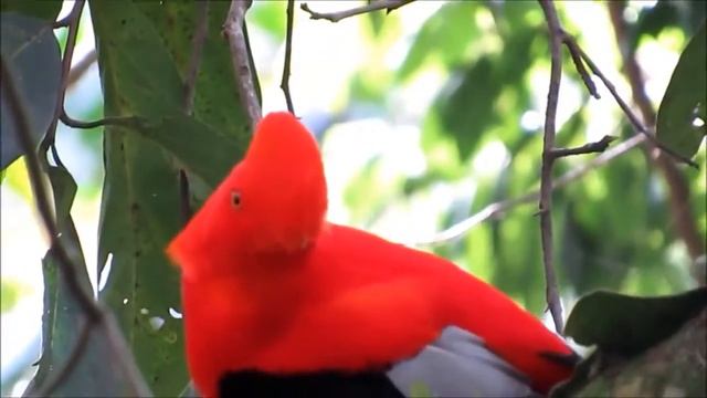 Андский скальный петушок | Rupicola Peruviana | Andean Cock-of-the-rock