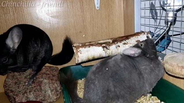 Лямблии у шиншилл