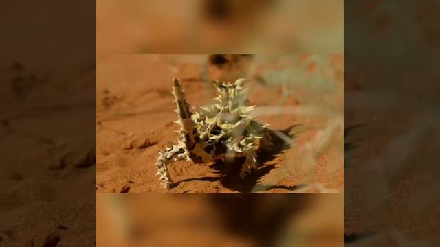 Животных, Которые Не С Нашей Планеты ! смотреть онлайн