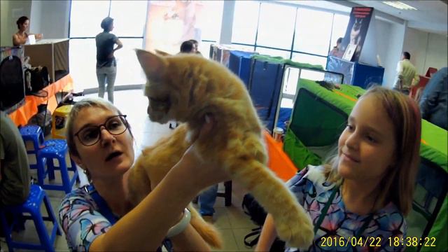 931. Котики и фотомодели на выставке. смотреть онлайн