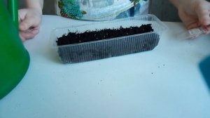 Тюльпаны из семян с Алиэкспресс.