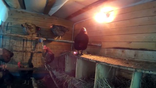 Нано-Курятник. Необычный способ продать куриные яйца / Жизнь в деревне смотреть онлайн