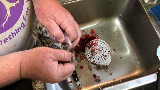 QUAIL PROCESSING (NO KILL) VERSION смотреть онлайн