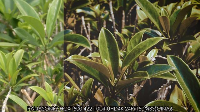 PANASONIC HC X1500 4K 422 10BIT TEST смотреть онлайн