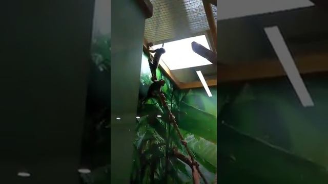 В контактном зоопарке. смотреть онлайн