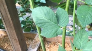 Ежевика Честер, середина августа - ягодная стена