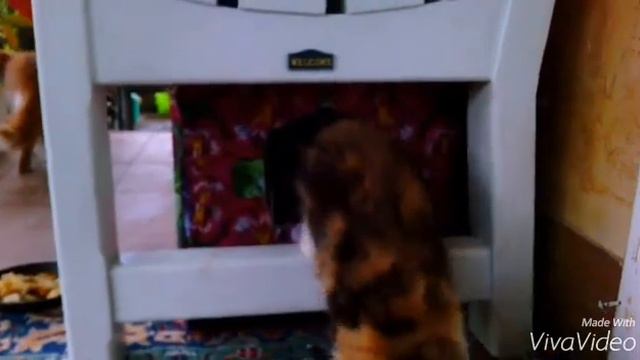 Смешные кошки