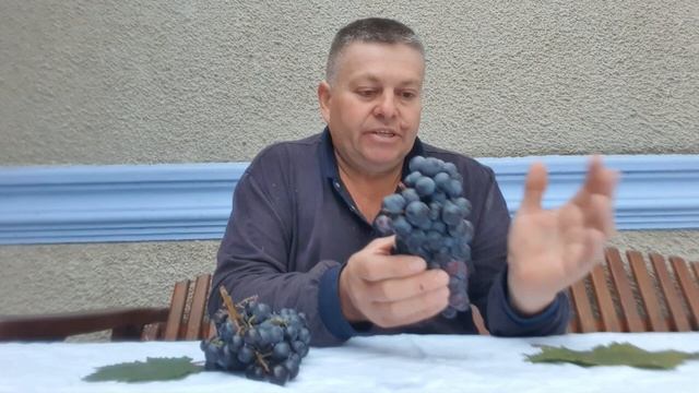 Виноград старых и уже легендарных технических сортов Копчак и 40 лет Октября . 29.09.2021г. смотреть онлайн