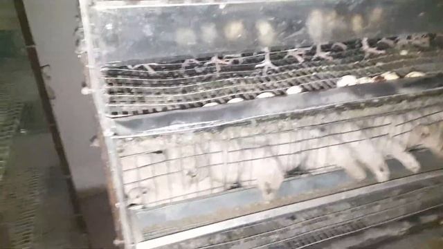 вот такие огромные яйца у перепелов после того как дал замоченный горох, обзор на 08.11.2021 смотреть онлайн