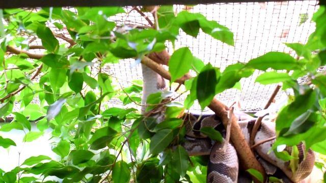 Johannesburg Zoo Tour For Wildlife Photography.tourism Management