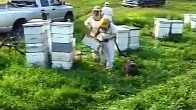 Пчеловодство смотреть онлайн