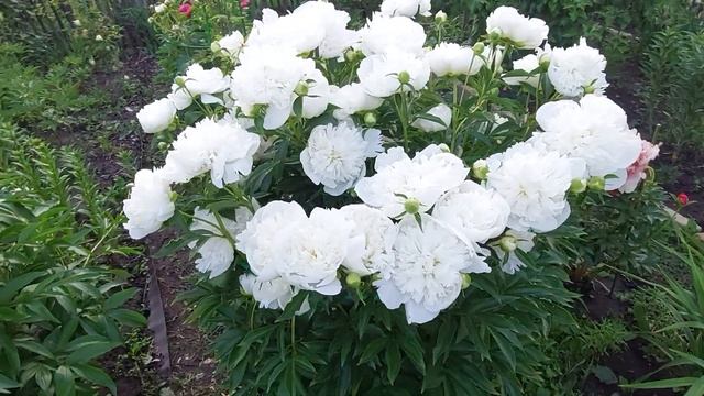 Пионы.После жаркого денька.Дюшес де Немур и др.сорта 2023.