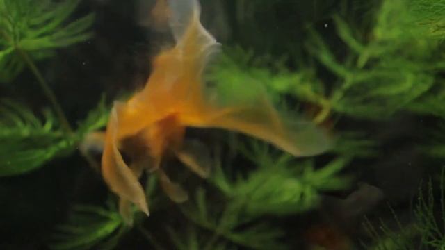 Релакс-рыбки для сна и отдыха смотреть онлайн