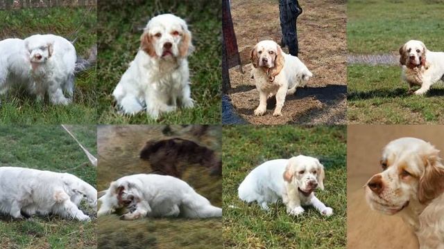 Generating Clumber Clumber Spaniel with Deep Learning