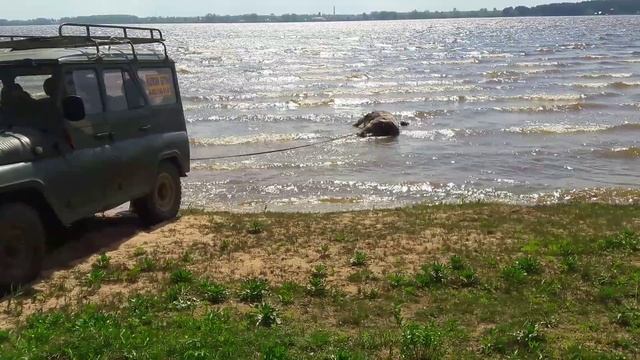 Лось в Волге. Ветер принес его к берегу. смотреть онлайн