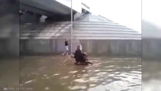 Животные СПАСАЮТ Людей! Топ 10 Животных Героев Спасших Жизни! смотреть онлайн