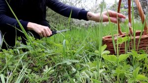 Ведьмина трава. Будра плющевидная.