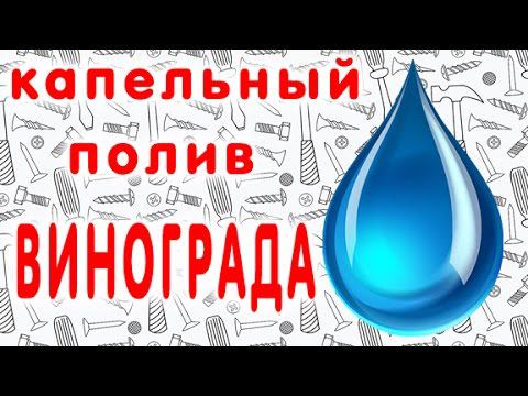 Капельный полив винограда с применением кеги 30 литров. своими руками. смотреть онлайн