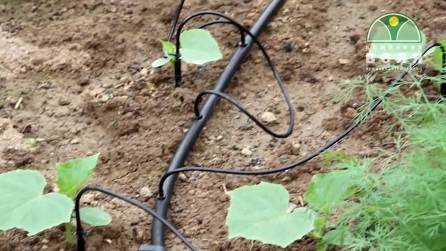 Система капельного полива Водомерка смотреть онлайн