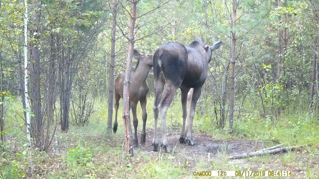 Фотоловушка Филин 120 сняла двух лосей на нашем солонце. смотреть онлайн